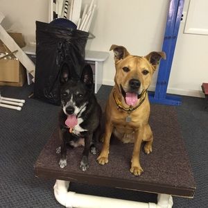 Help me clear my closet! (Dogs not or sale)